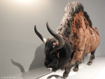steppe wisent in de MuseumFabriek